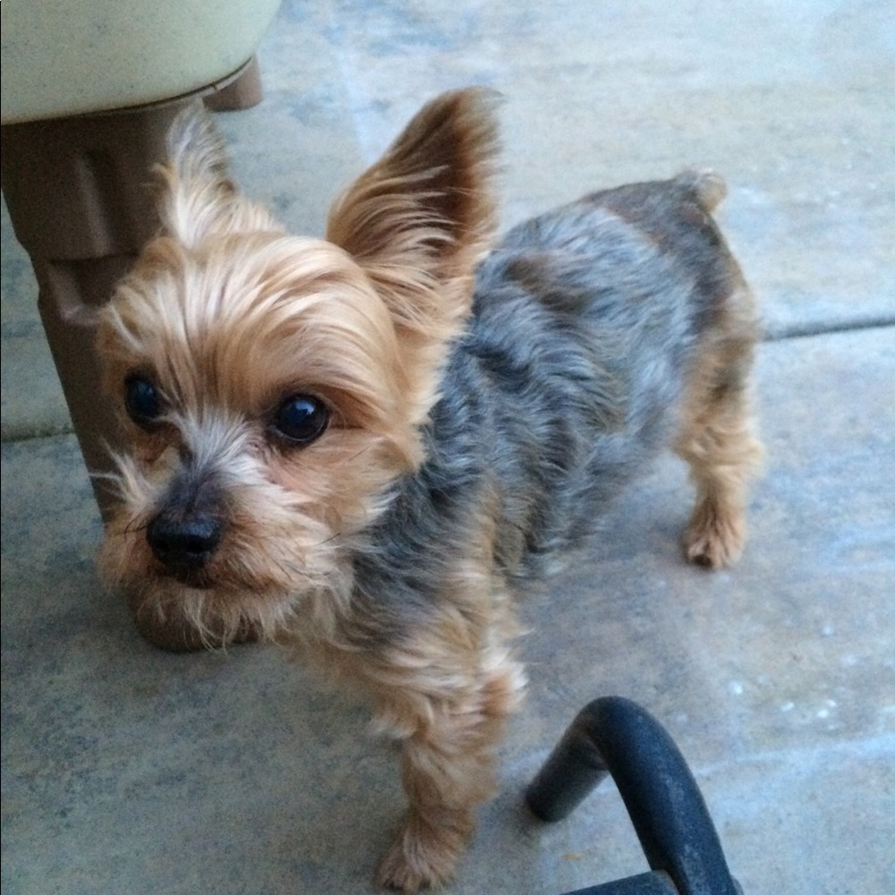 Meet your Posher, Jane